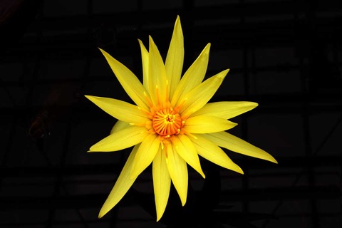 たまには花でも