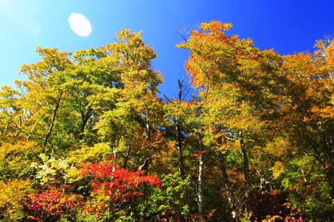 尾瀬紅葉_2