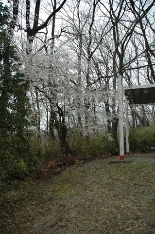 ’０５　お花見 19
