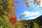 尾瀬紅葉