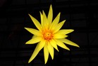 たまには花でも