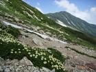 チングルマ_02
