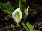 ミズバショウ_02