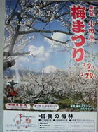 梅まつり 2008