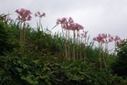 曼珠沙華