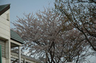 花見’０６ 36