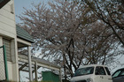 花見’０６ 39