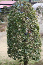 小田星花見2007