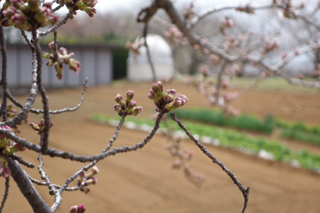 農村公園の桜