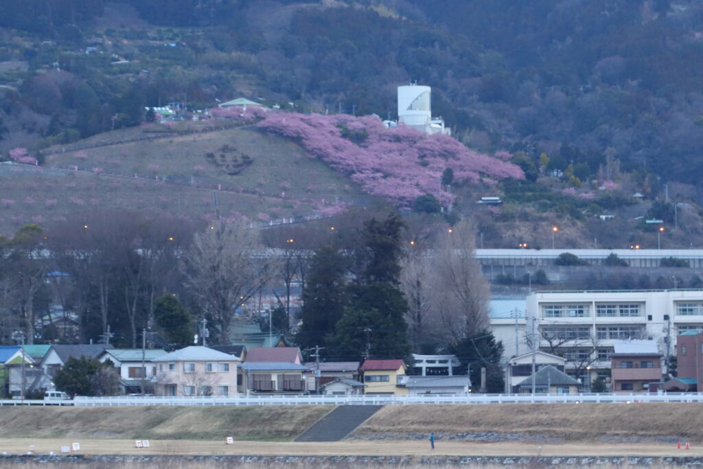 松田ハーブガーデンの桜