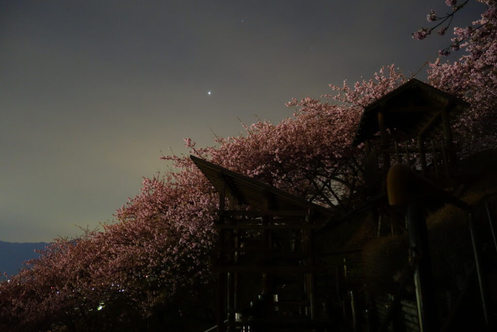 松田ハーブガーデンの桜