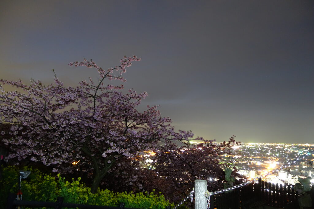 松田ハーブガーデンの桜