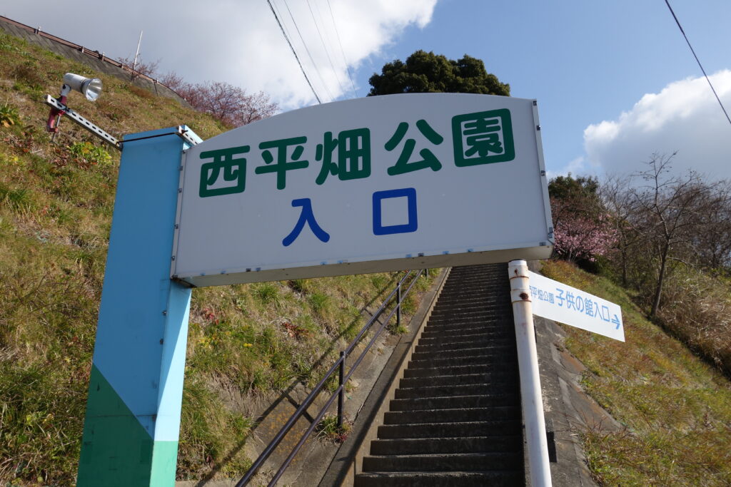 松田山の河津桜