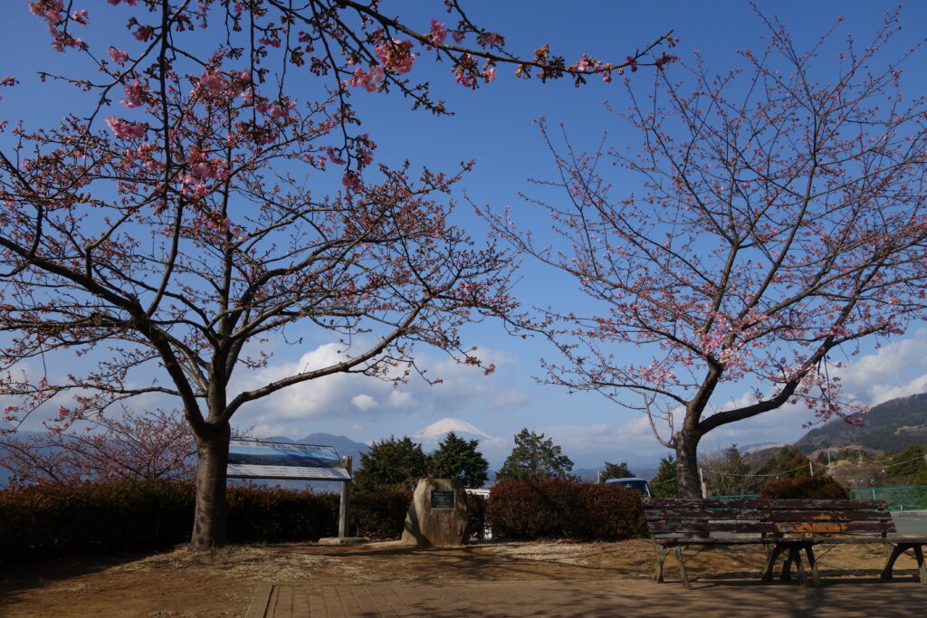松田山の河津桜