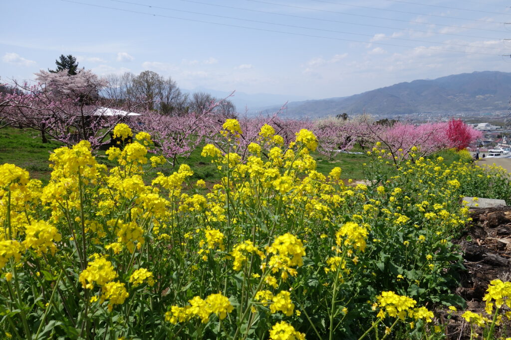 ももの花