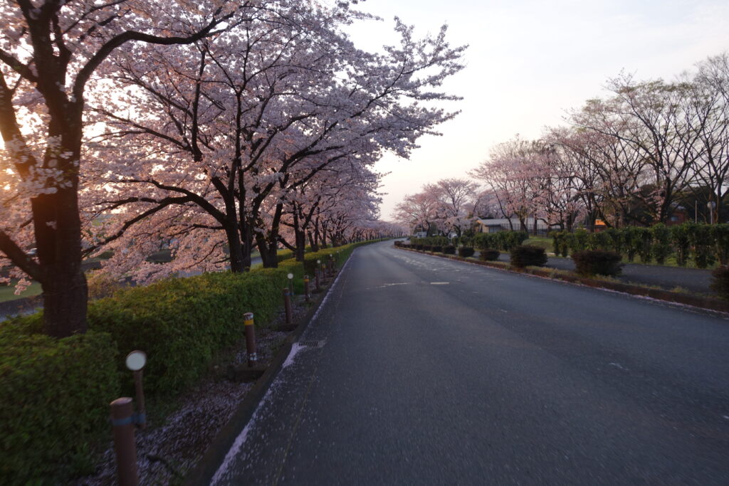 さくら並木