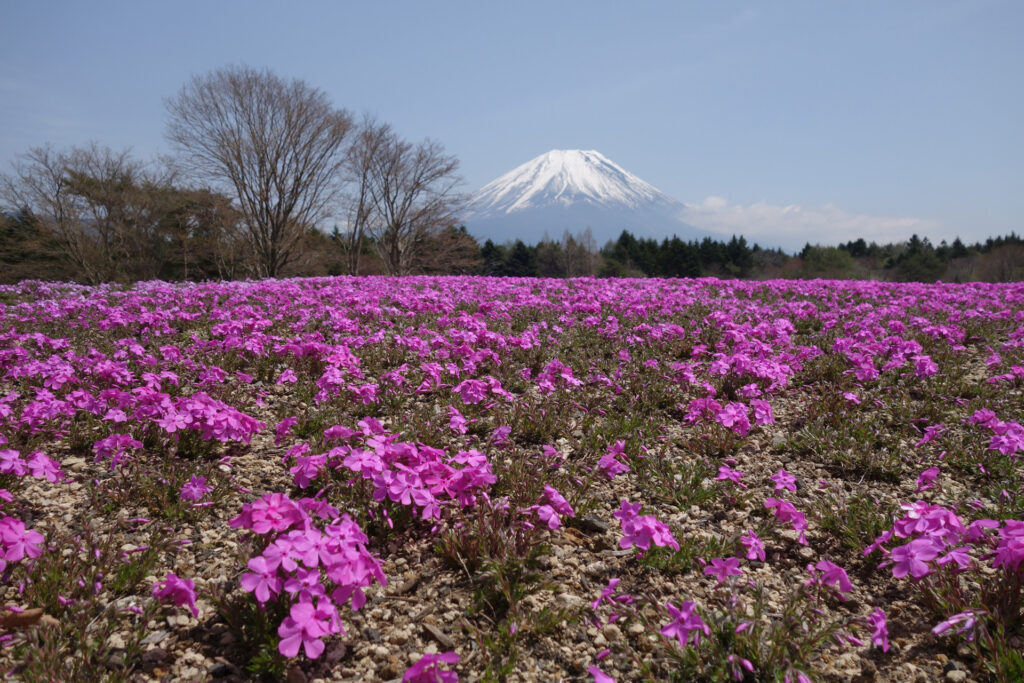 芝桜と富士