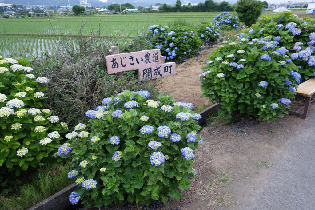 あじさい170611