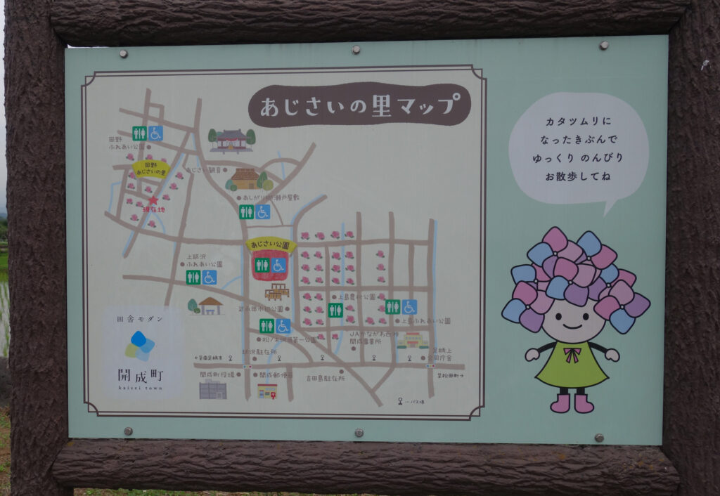 あじさい170611