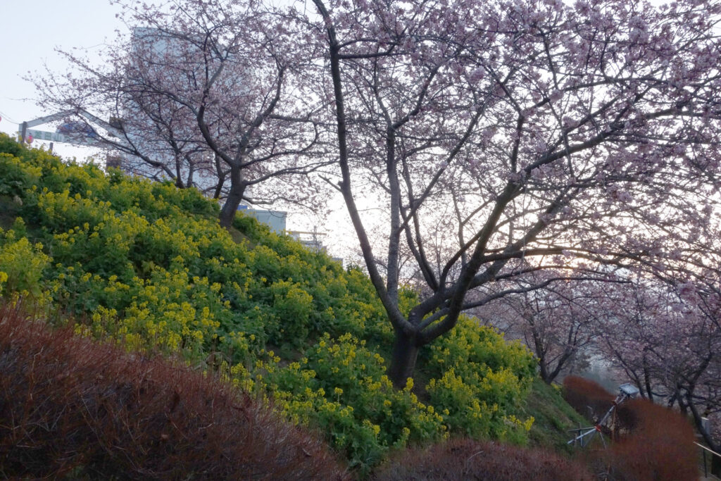 河津さくら in 西平畑公園