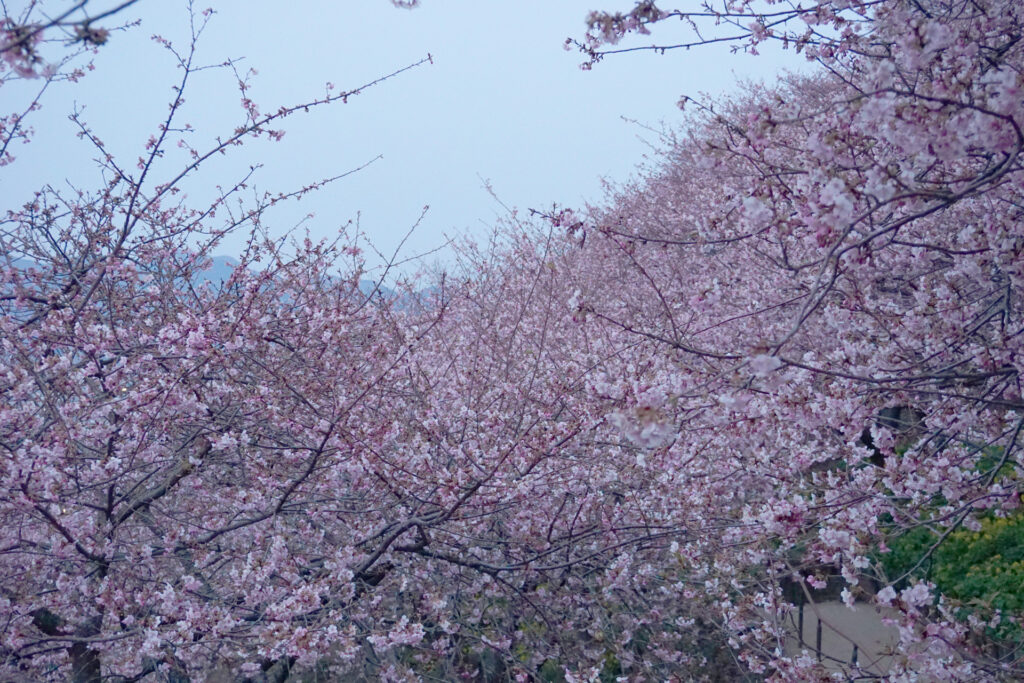 農村公園の河津さくら