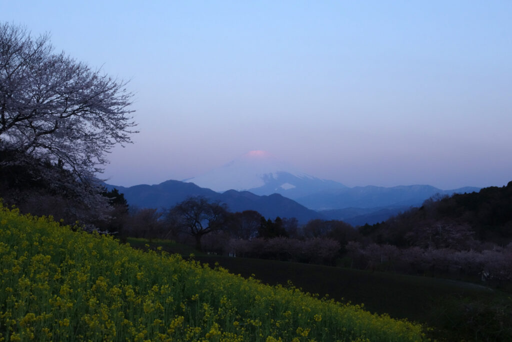 菜の花とさそり