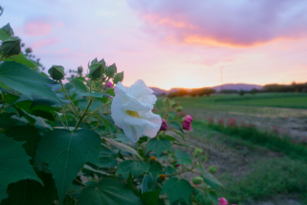 酔芙蓉