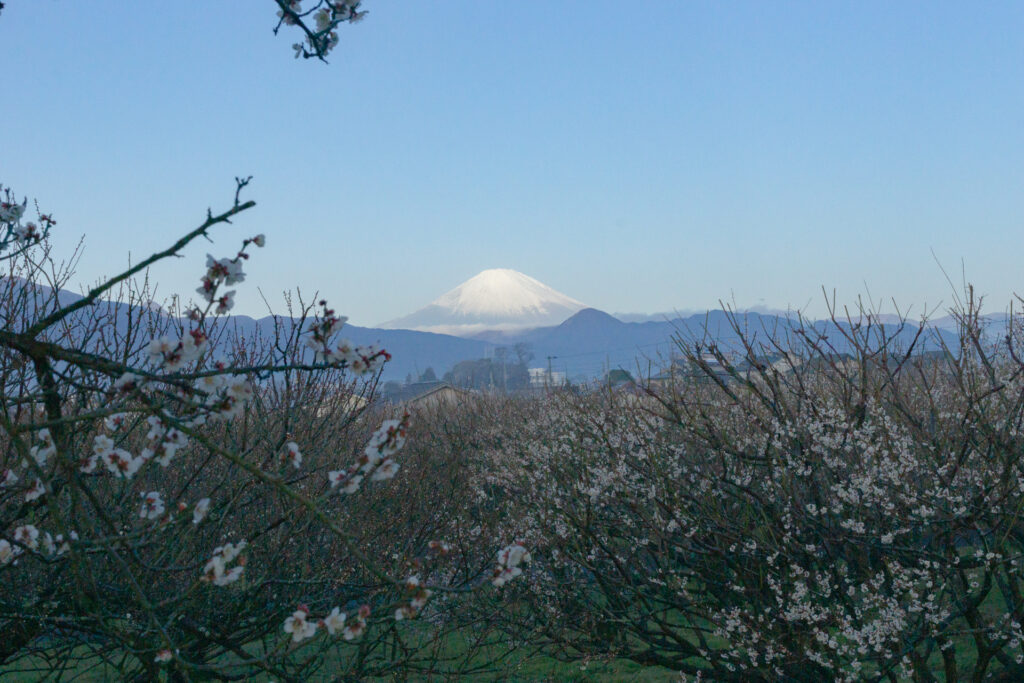 梅の花