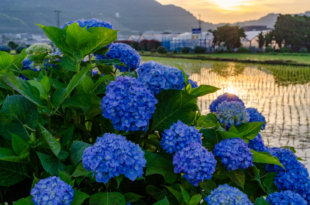 あじさいの里　6月4日