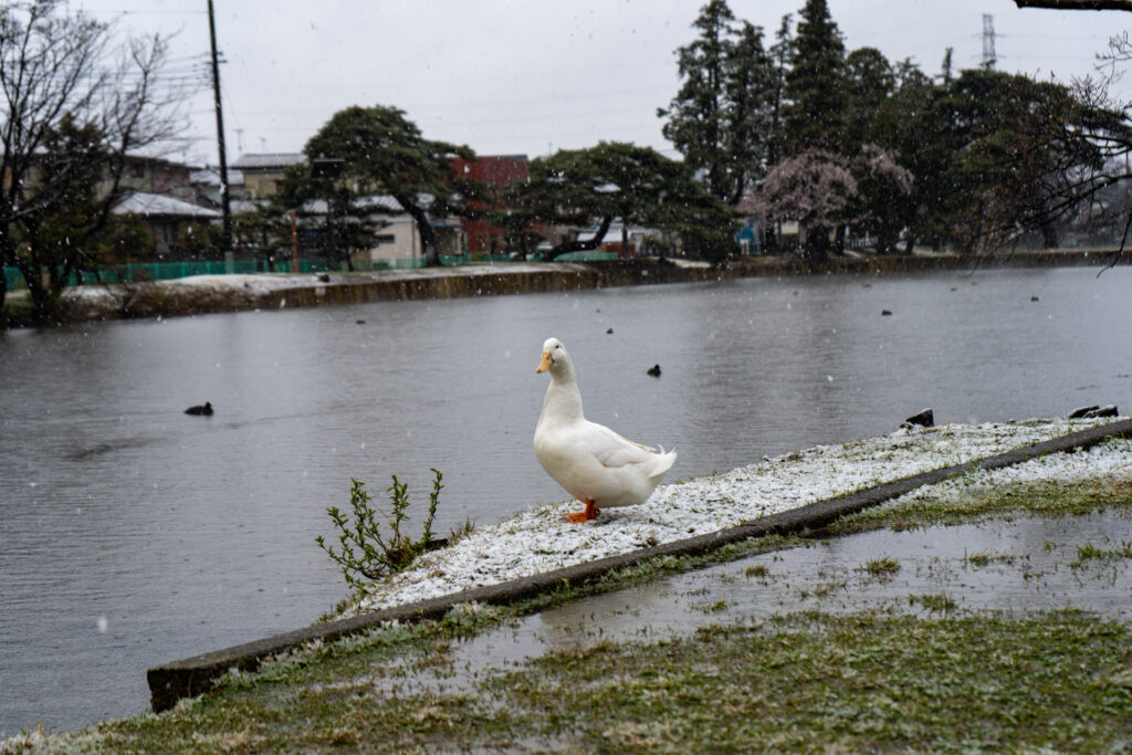 水戸は雪