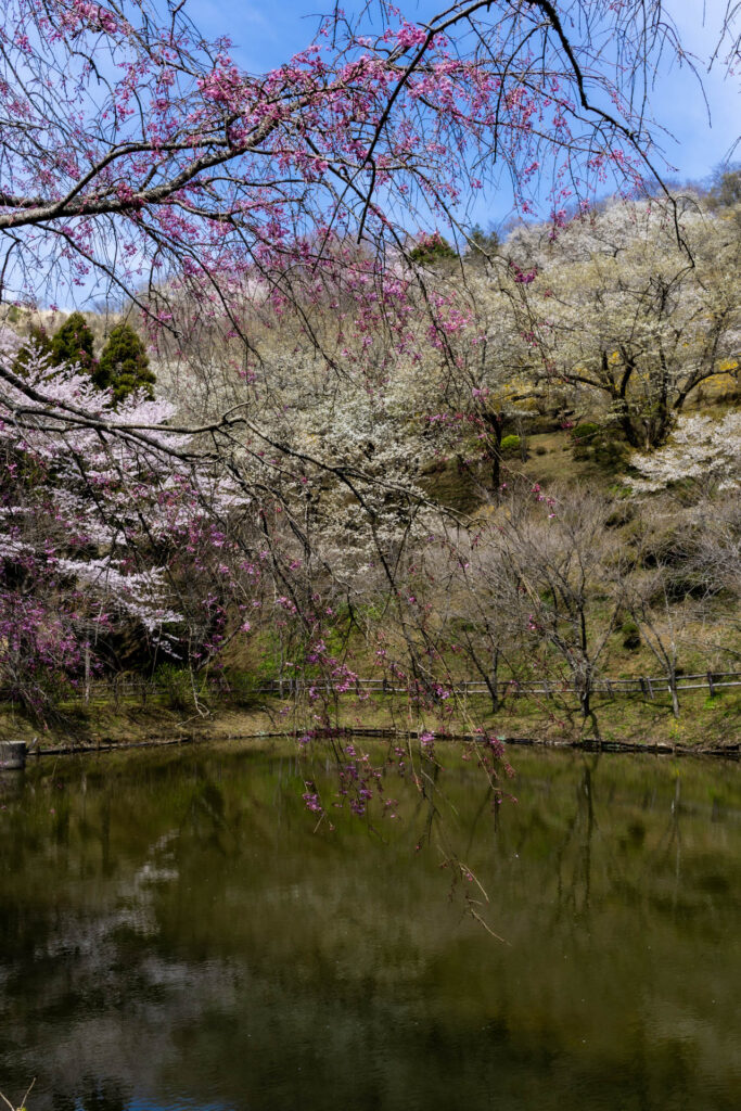 最明寺史跡公園